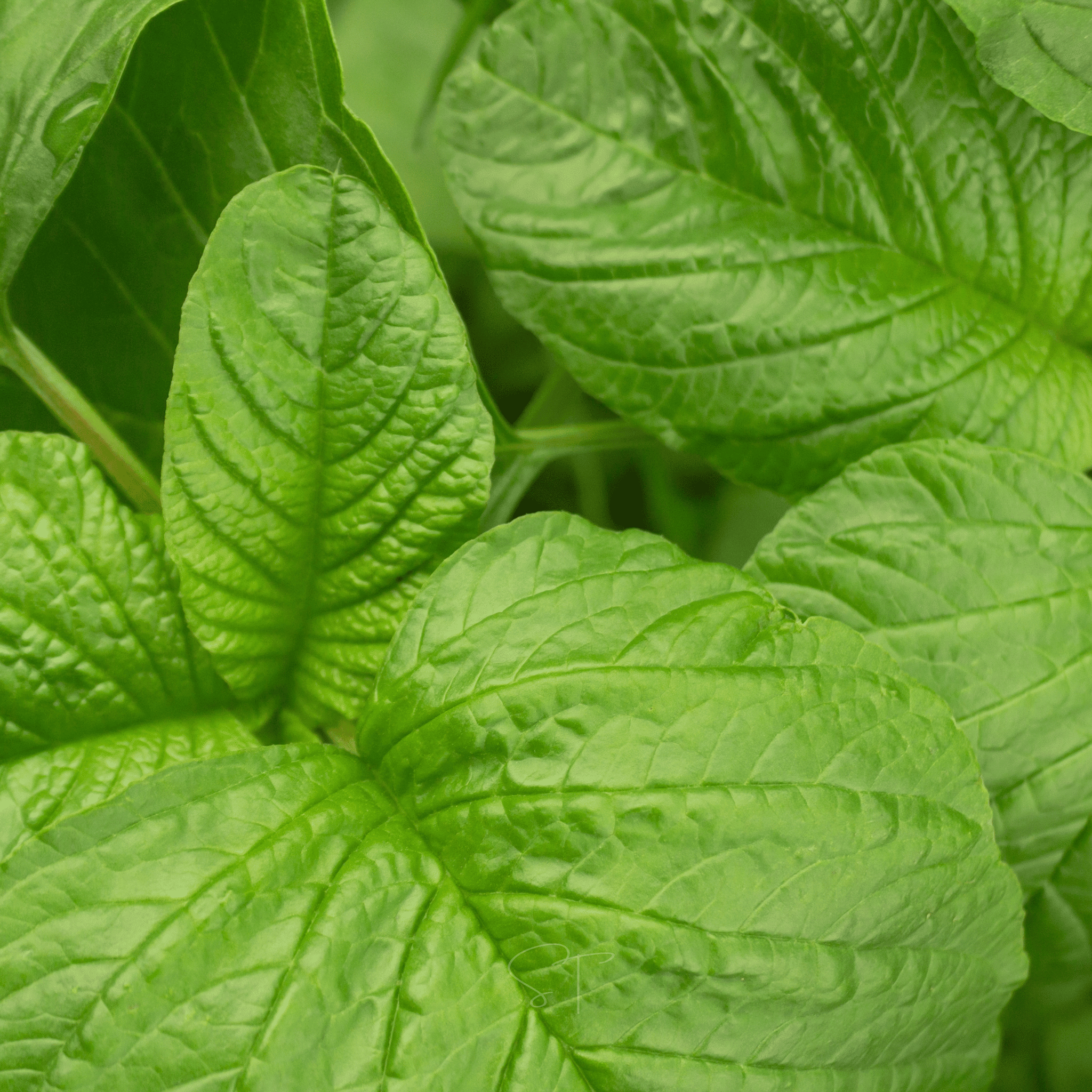 Green Callaloo Amaranth – 100 Seeds seed packet from Seed Therapy – American - grown, heirloom seeds