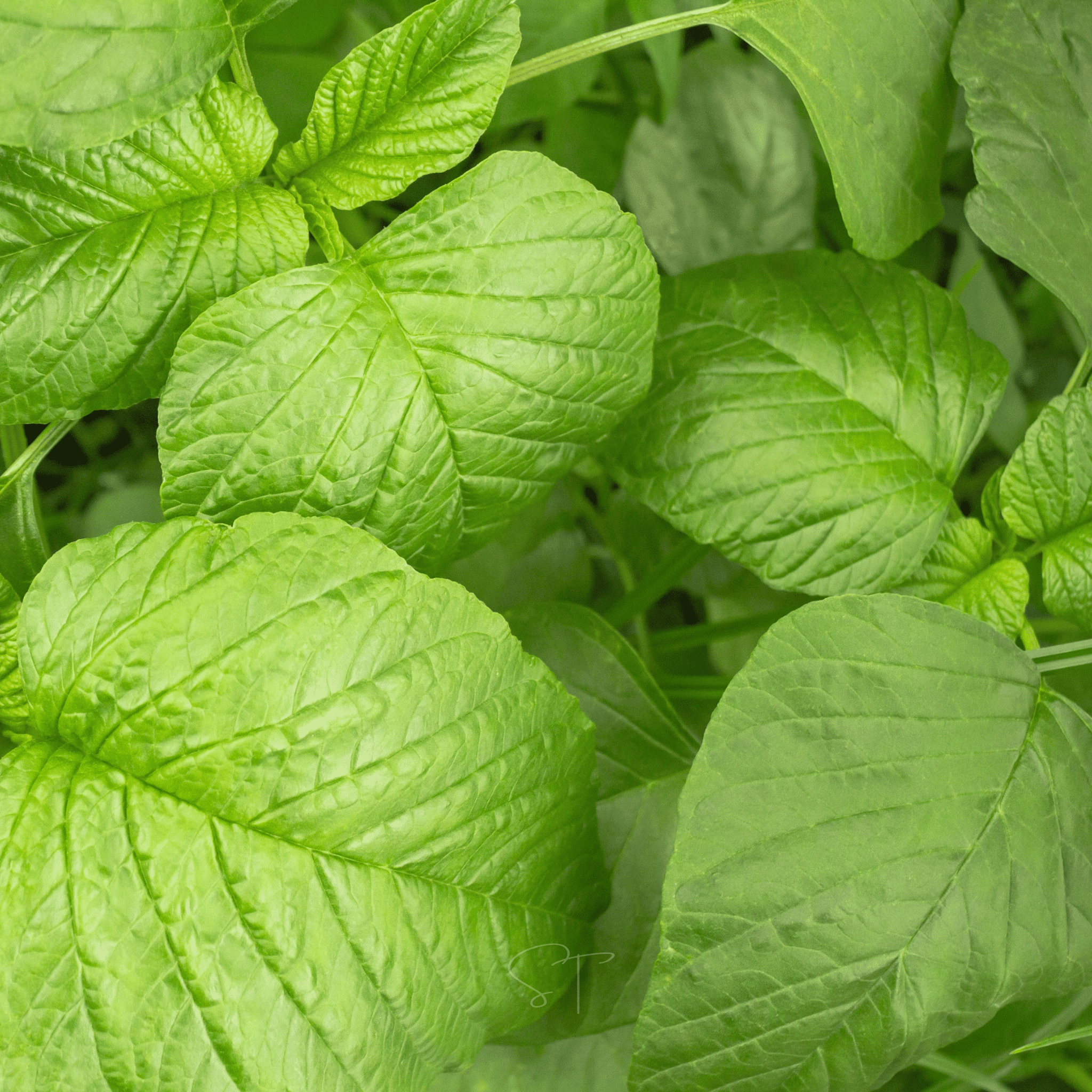 Green Callaloo Amaranth – 100 Seeds seed packet from Seed Therapy – American - grown, heirloom seeds