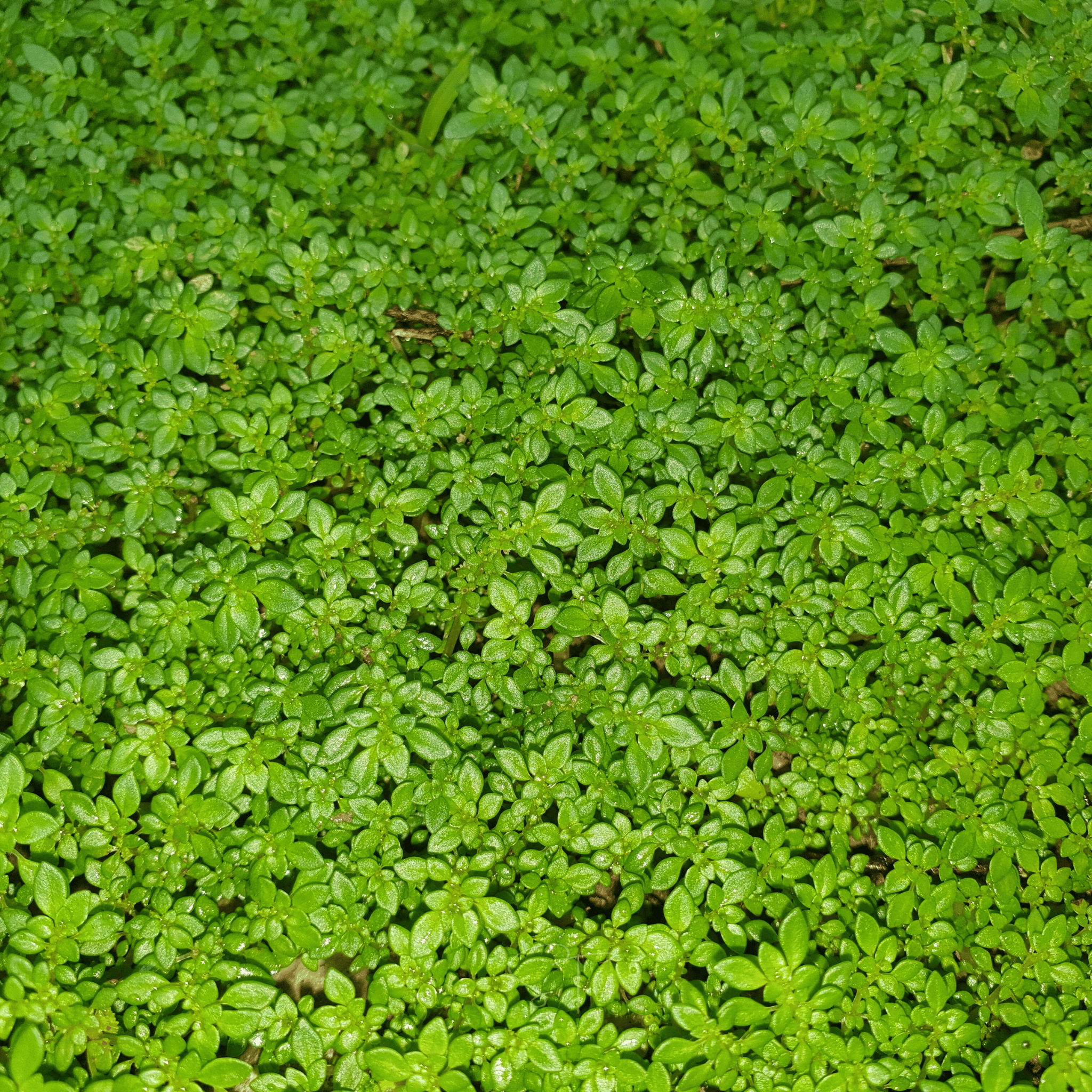Green Carpet Rupturewort – 100 Seeds seed packet from Seed Therapy – American - grown, heirloom seeds