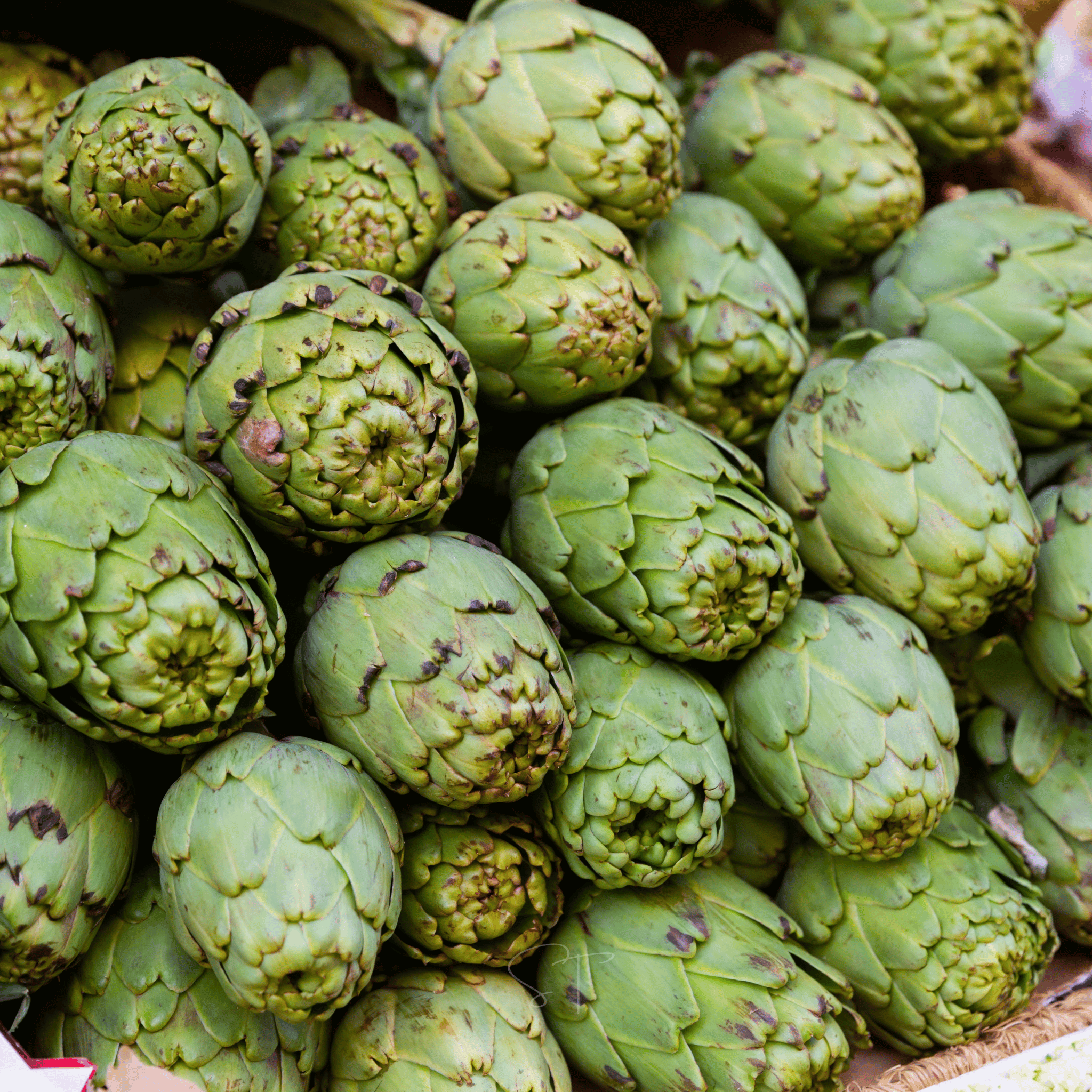 Green Globe Artichoke – 25 Seeds seed packet from Seed Therapy – American - grown, heirloom seeds