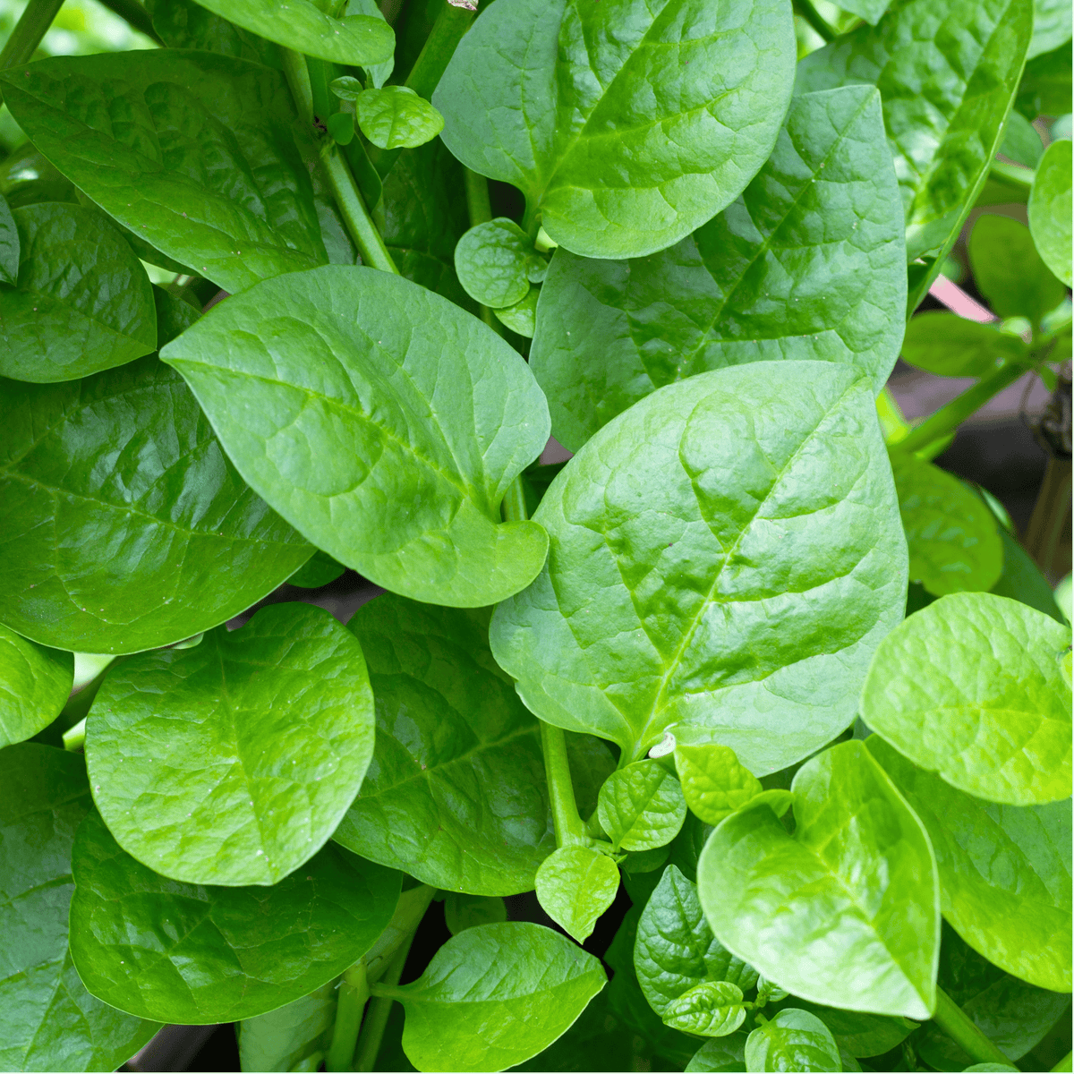Green Supreme Malabar Spinach - 50 Seeds seed packet from Seed Therapy – American-grown, heirloom seeds
