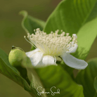 Guava, Common (Psidium guajava) - 25 Seeds seed packet from Seed Therapy – American - grown, heirloom seeds