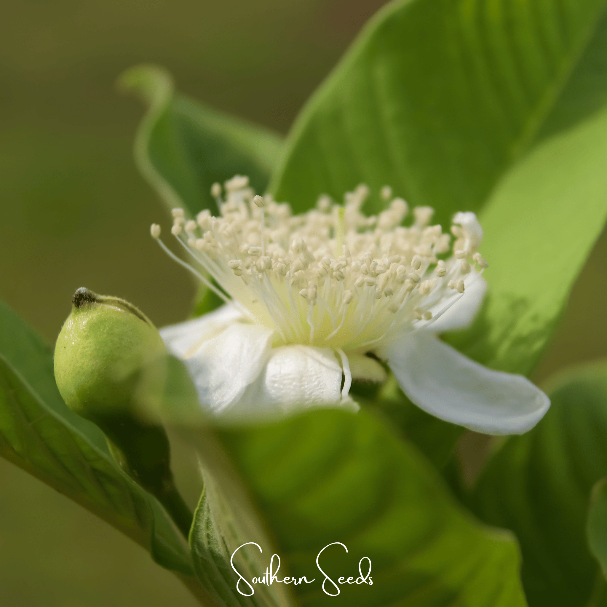 Guava, Common (Psidium guajava) - 25 Seeds seed packet from Seed Therapy – American - grown, heirloom seeds
