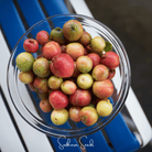 Guava, Common (Psidium guajava) - 25 Seeds seed packet from Seed Therapy – American - grown, heirloom seeds