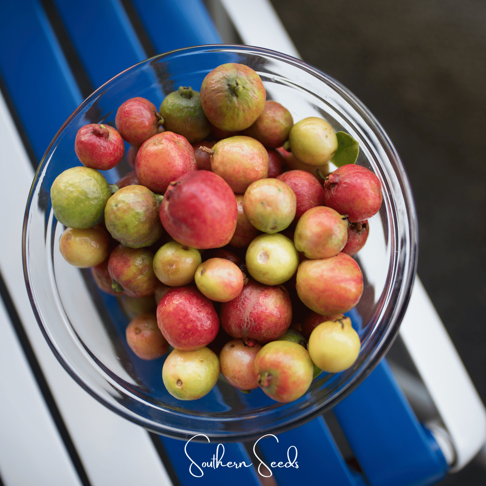 Guava, Common (Psidium guajava) - 25 Seeds seed packet from Seed Therapy – American - grown, heirloom seeds