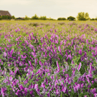 Hairy Vetch (Vicia villosa) - 100 Seeds seed packet from Seed Therapy – American - grown, heirloom seeds