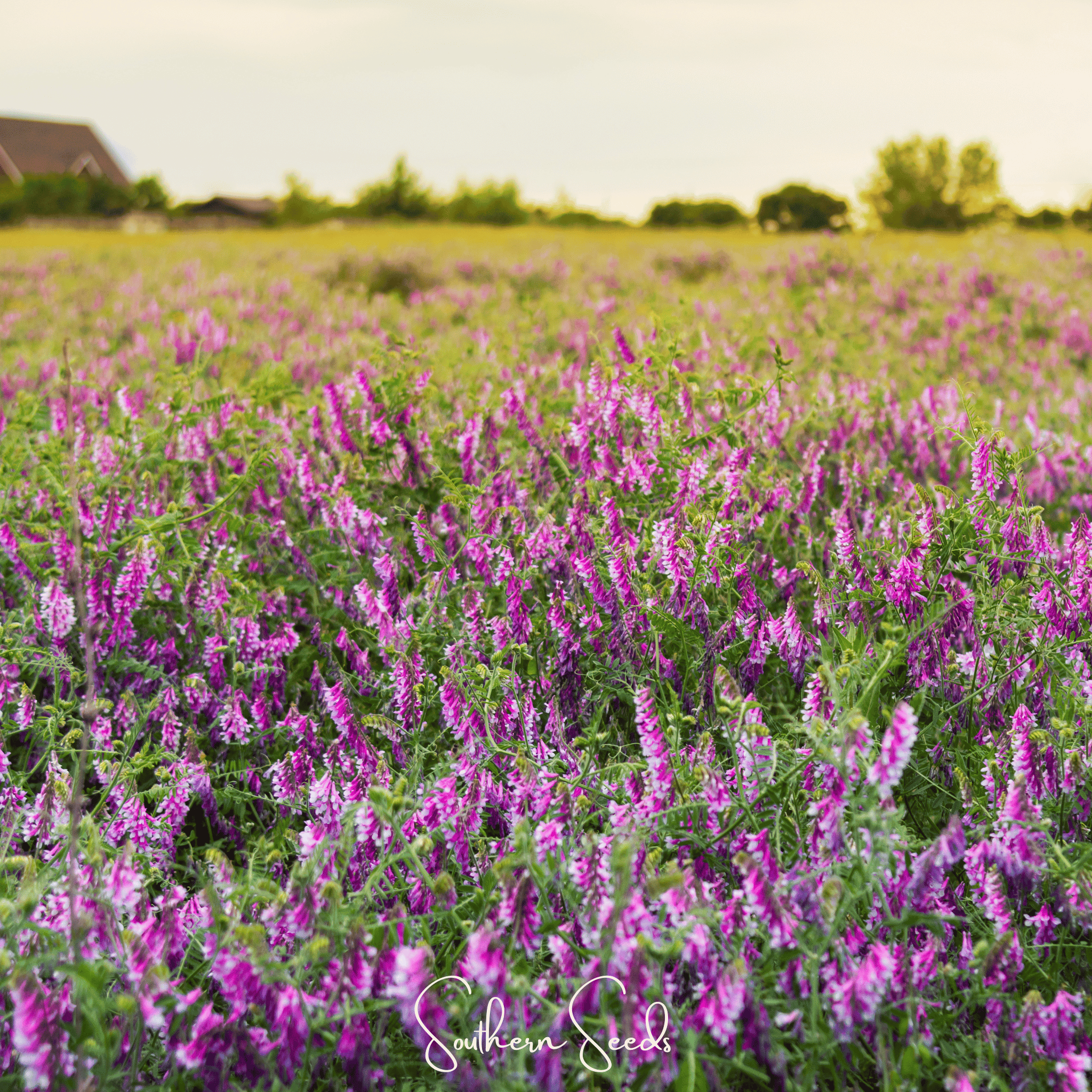 Hairy Vetch (Vicia villosa) - 100 Seeds seed packet from Seed Therapy – American - grown, heirloom seeds