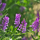 Hairy Vetch (Vicia villosa) - 100 Seeds seed packet from Seed Therapy – American - grown, heirloom seeds