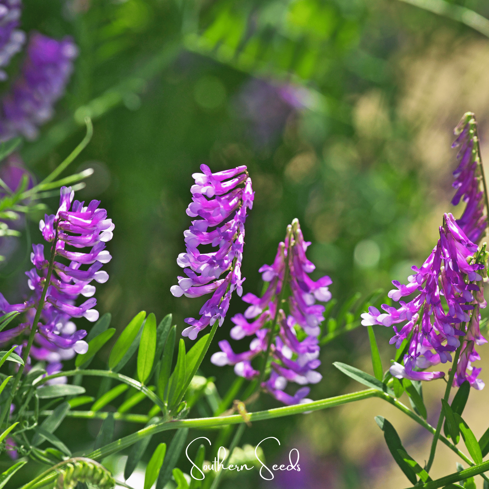 Hairy Vetch (Vicia villosa) - 100 Seeds seed packet from Seed Therapy – American - grown, heirloom seeds