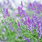 Hairy Vetch (Vicia villosa) - 100 Seeds seed packet from Seed Therapy – American - grown, heirloom seeds