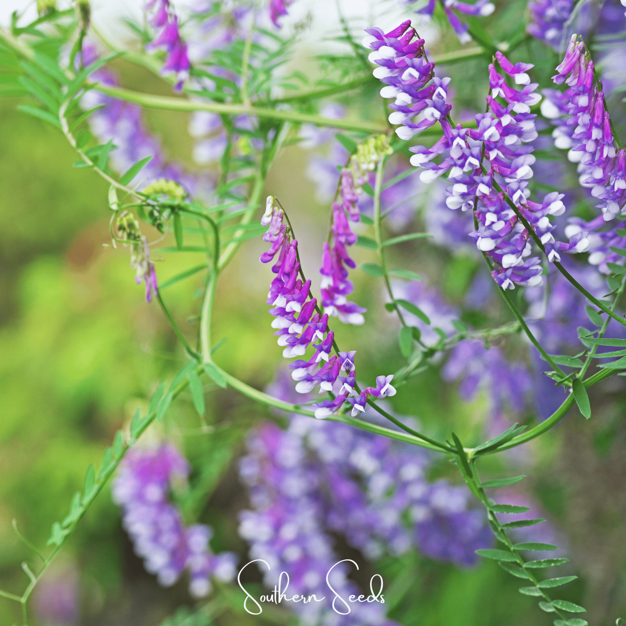 Hairy Vetch (Vicia villosa) - 100 Seeds seed packet from Seed Therapy – American - grown, heirloom seeds