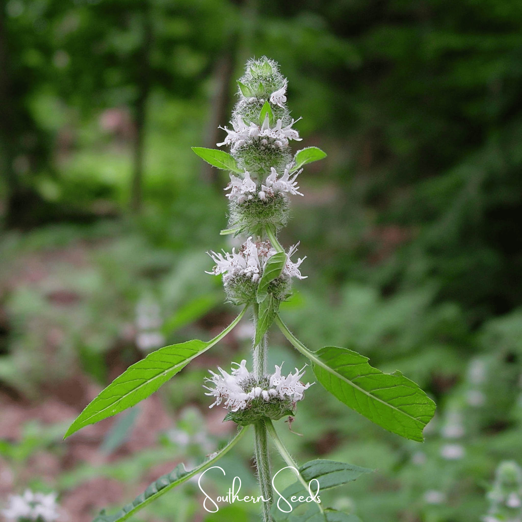 Hairy Wood Mint - Pagoda Plant (Blephilia hirsuta) - 100 Seeds seed packet from Seed Therapy – American - grown, heirloom seeds