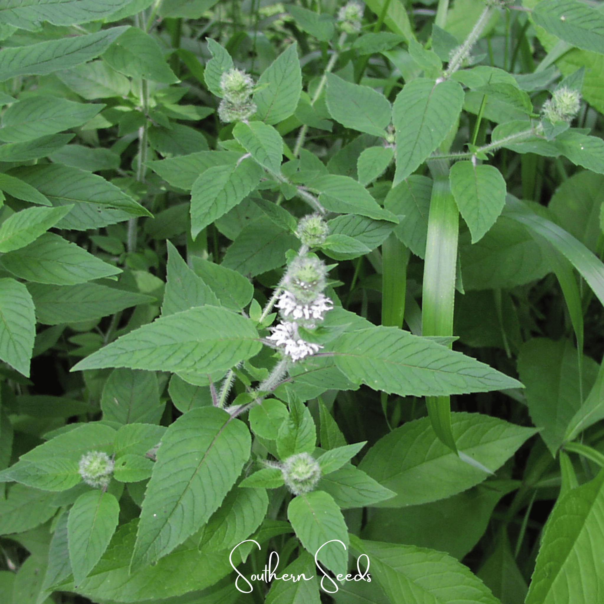 Hairy Wood Mint - Pagoda Plant (Blephilia hirsuta) - 100 Seeds seed packet from Seed Therapy – American - grown, heirloom seeds