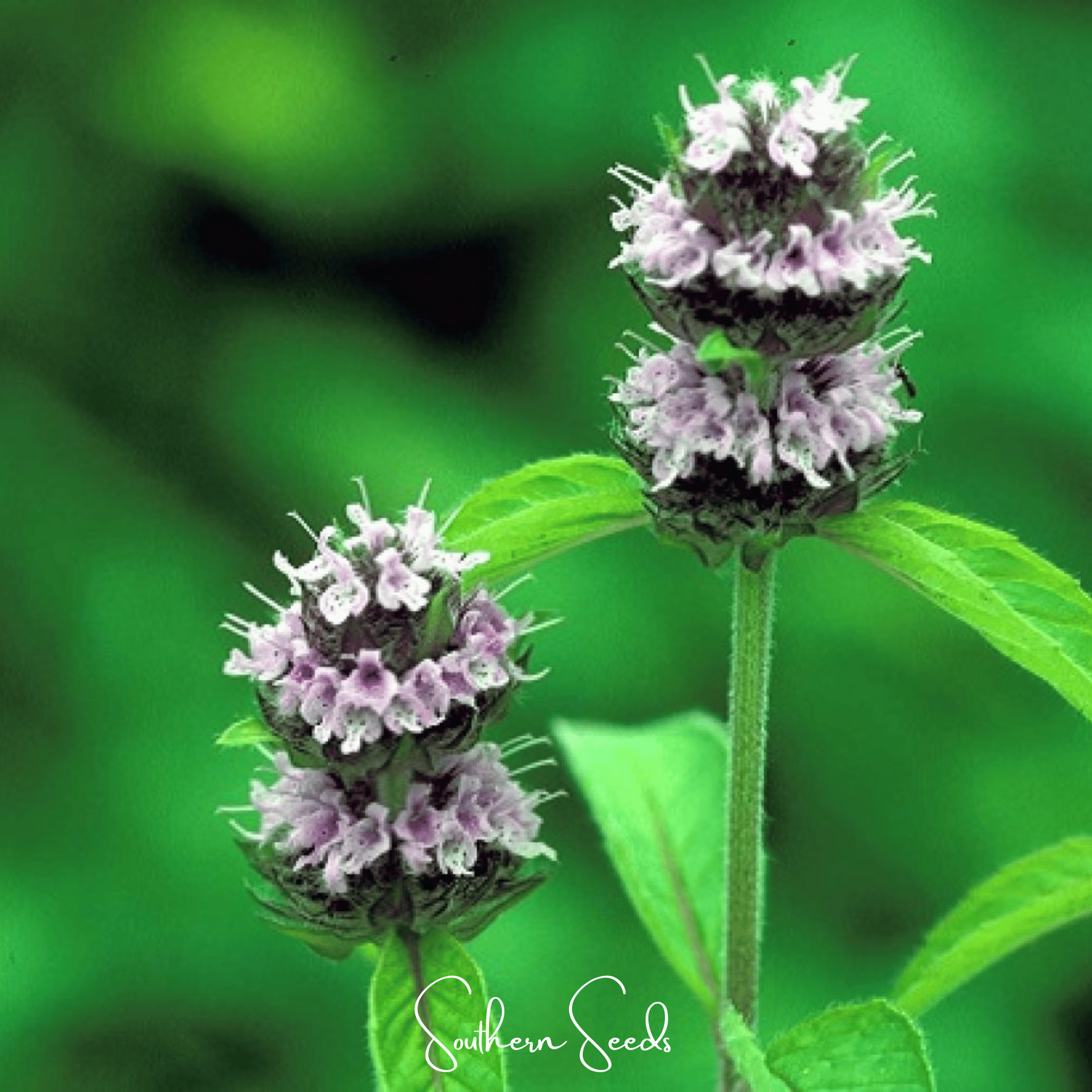 Hairy Wood Mint - Pagoda Plant (Blephilia hirsuta) - 100 Seeds seed packet from Seed Therapy – American - grown, heirloom seeds
