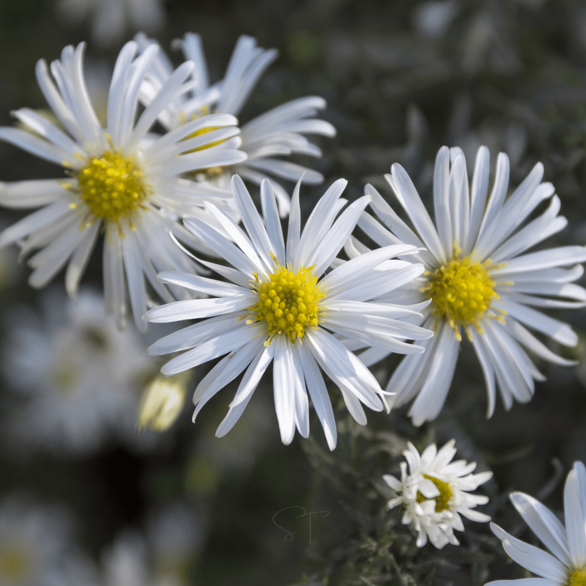 Heath White Aster – 50 Seeds seed packet from Seed Therapy – American - grown, heirloom seeds