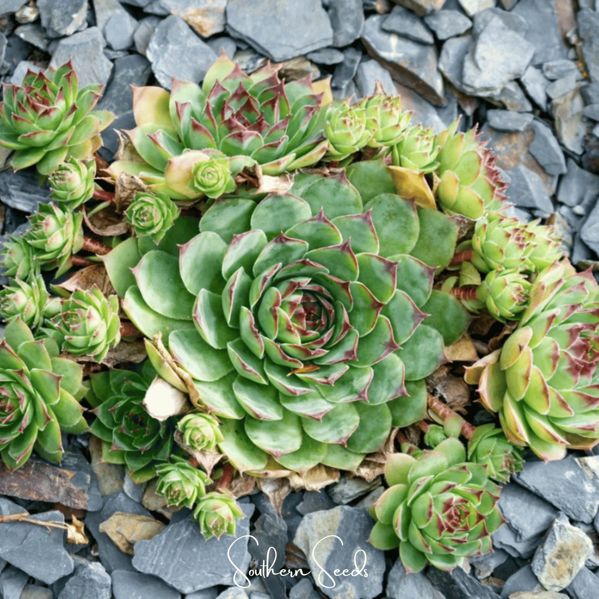 Hens & Chicks, Cactus Mix (Sempervivum spp.) - 30 Seeds seed packet from Seed Therapy – American - grown, heirloom seeds
