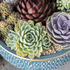 Hens & Chicks, Cactus Mix (Sempervivum spp.) - 30 Seeds seed packet from Seed Therapy – American - grown, heirloom seeds