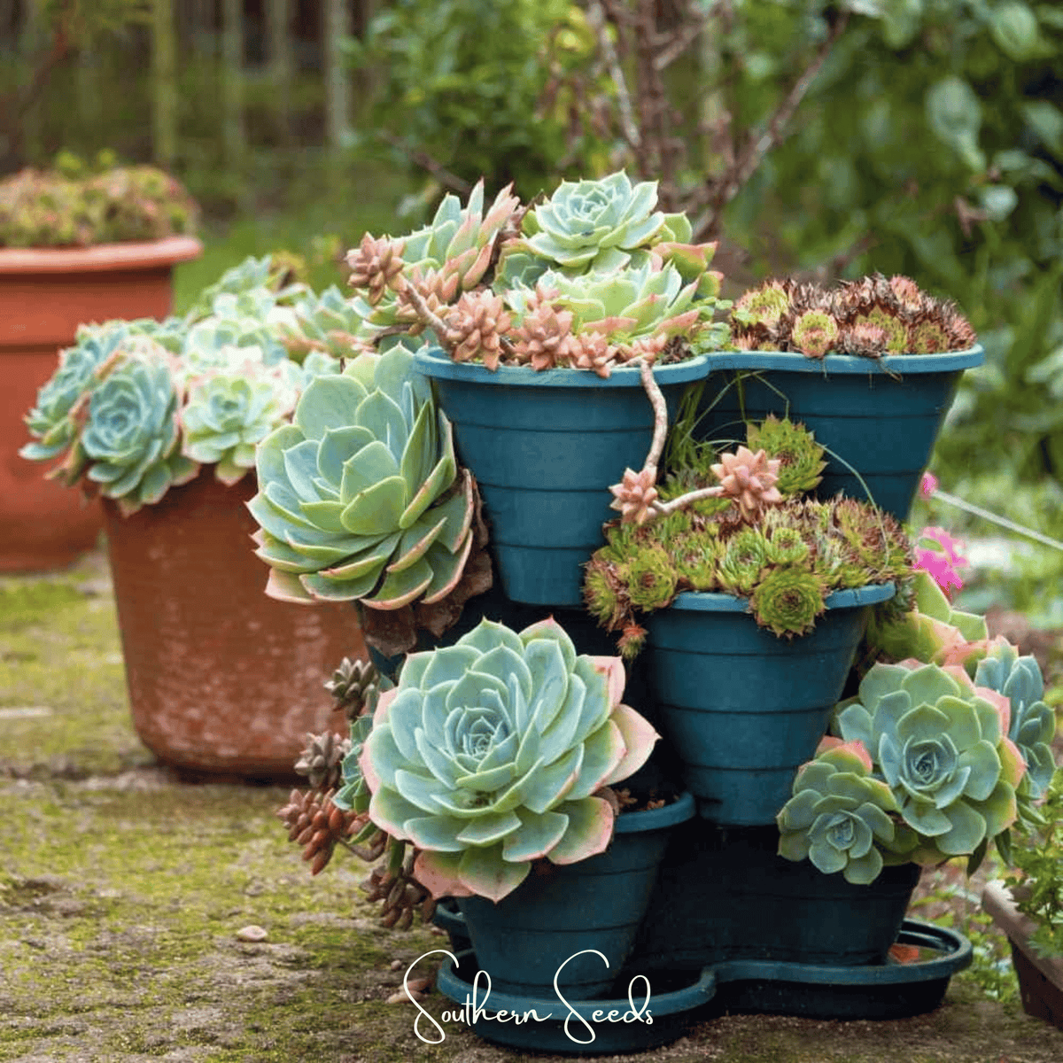 30 succulents Hens & Chicks, Cactus Mix (Sempervivum spp.) - 30 Seeds