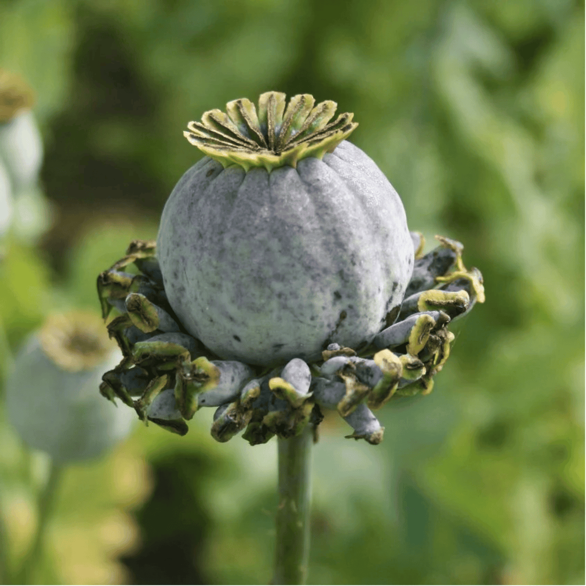 Hens & Chicks Poppy - 100 Seeds seed packet from Seed Therapy – American-grown, heirloom seeds