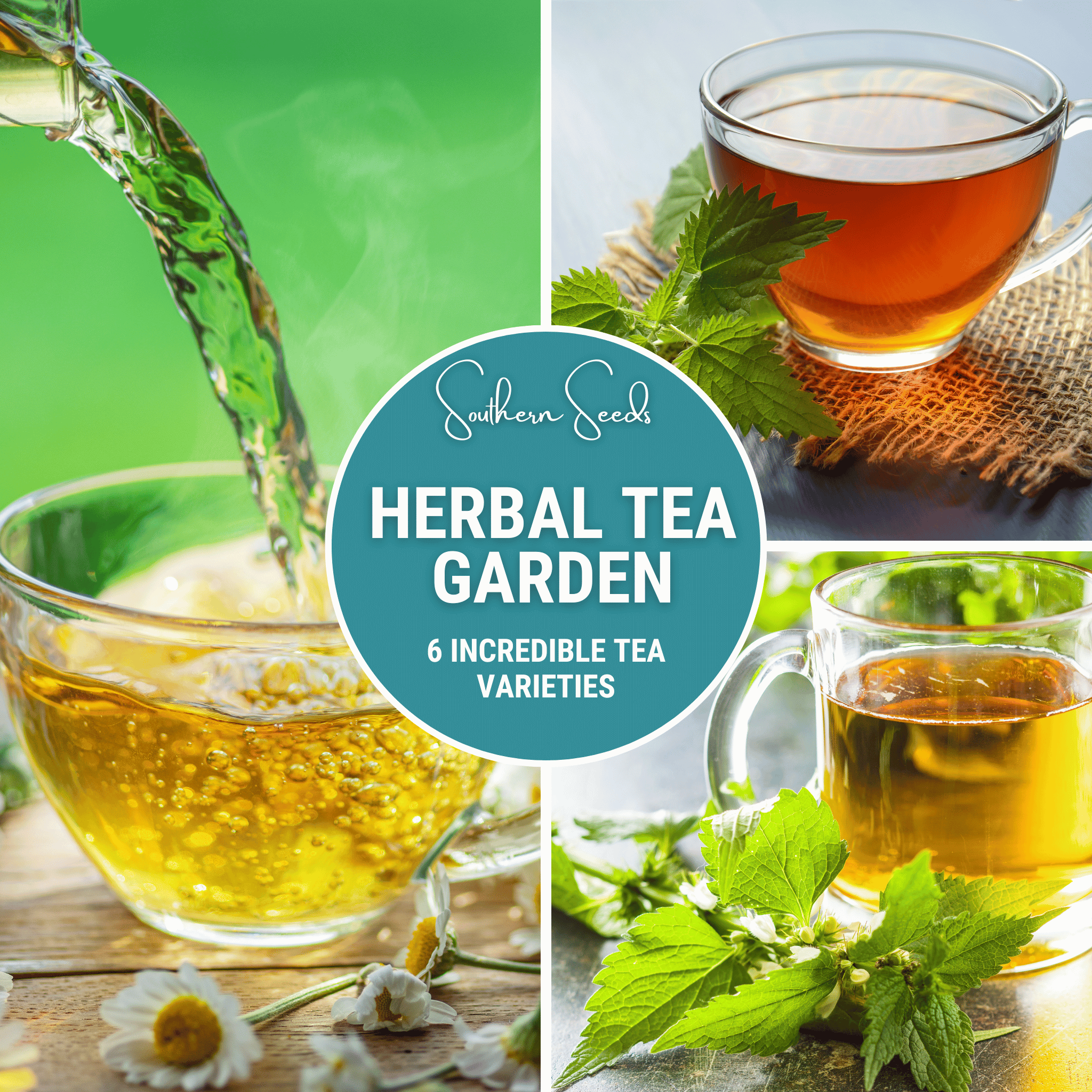 Herbal Tea Seed Collection - 6 Varieties seed packet from Seed Therapy – American - grown, heirloom seeds