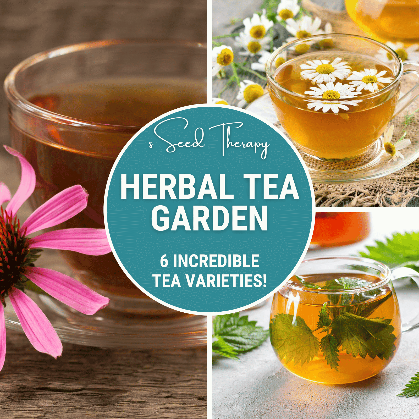 Herbal Tea Seed Collection – 6 Varieties seed packet from Seed Therapy – American - grown, heirloom seeds
