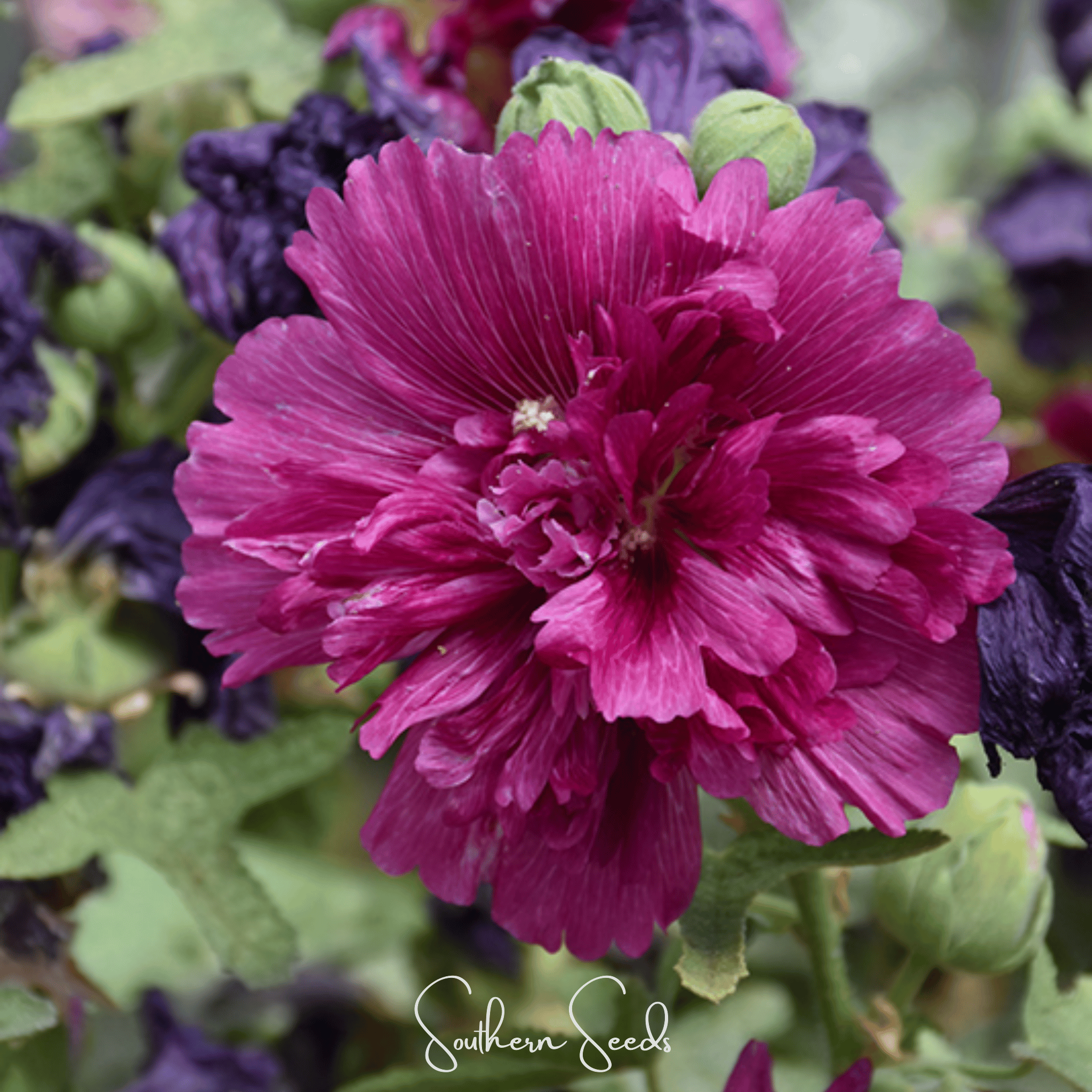 Hollyhock, Queeny Purple (Alcea rosea) - 25 Seeds seed packet from Seed Therapy – American - grown, heirloom seeds