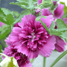 Hollyhock, Queeny Purple (Alcea rosea) - 25 Seeds seed packet from Seed Therapy – American - grown, heirloom seeds