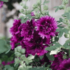 Hollyhock, Queeny Purple (Alcea rosea) - 25 Seeds seed packet from Seed Therapy – American - grown, heirloom seeds