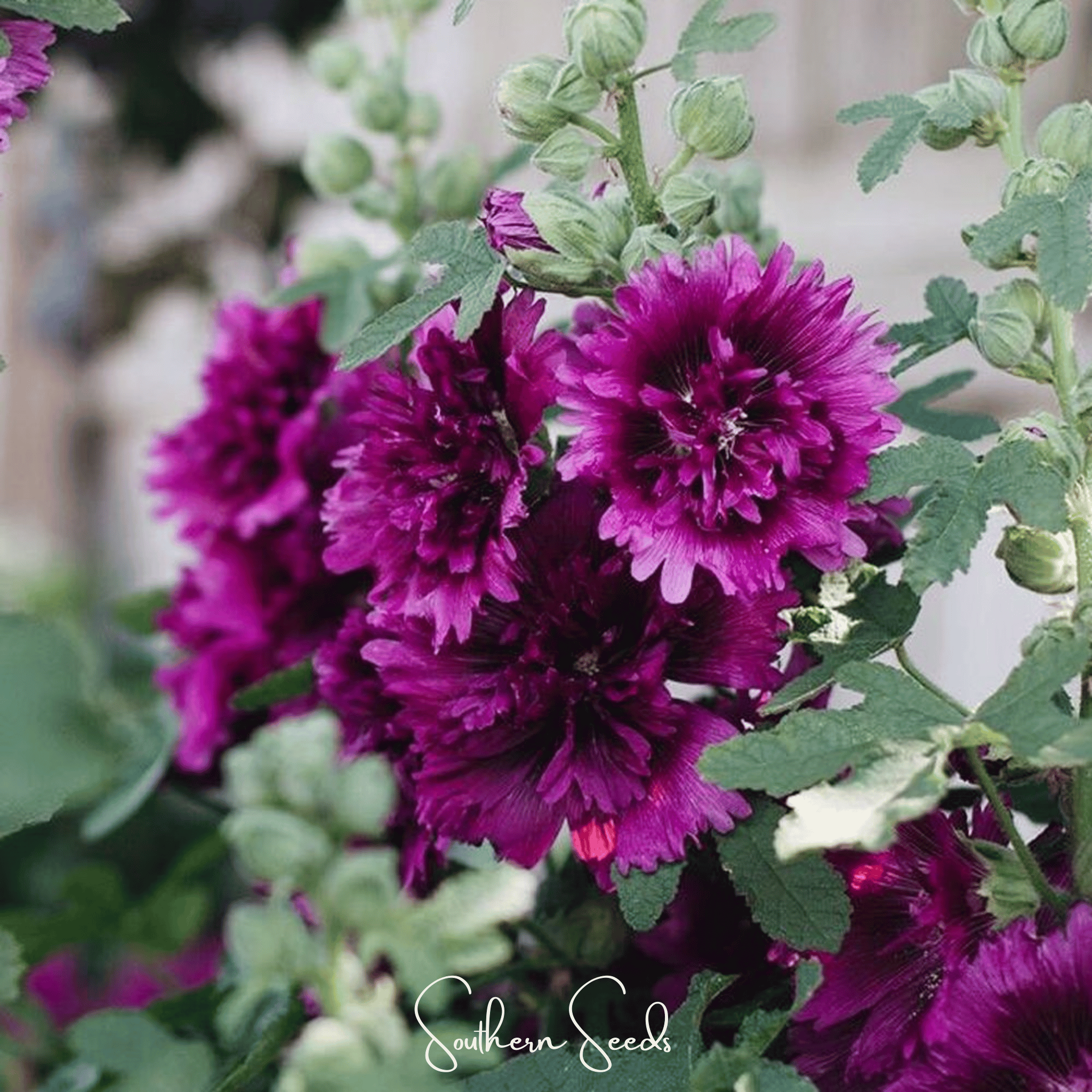 Hollyhock, Queeny Purple (Alcea rosea) - 25 Seeds seed packet from Seed Therapy – American - grown, heirloom seeds