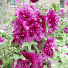 Hollyhock, Queeny Purple (Alcea rosea) - 25 Seeds seed packet from Seed Therapy – American - grown, heirloom seeds