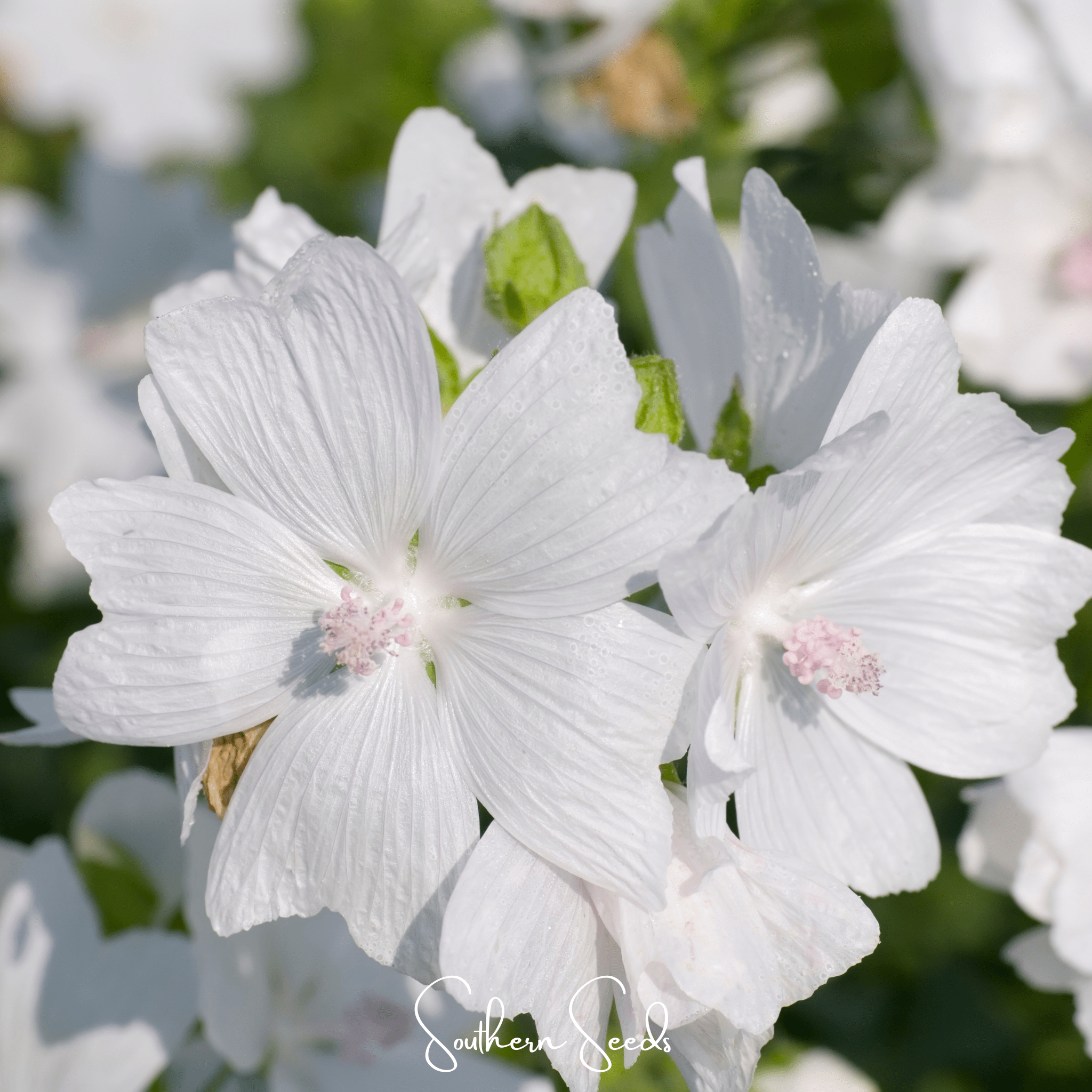 Hollyhock, White - Musk Mallow (Malva moschata) - 25 Seeds seed packet from Seed Therapy – American - grown, heirloom seeds