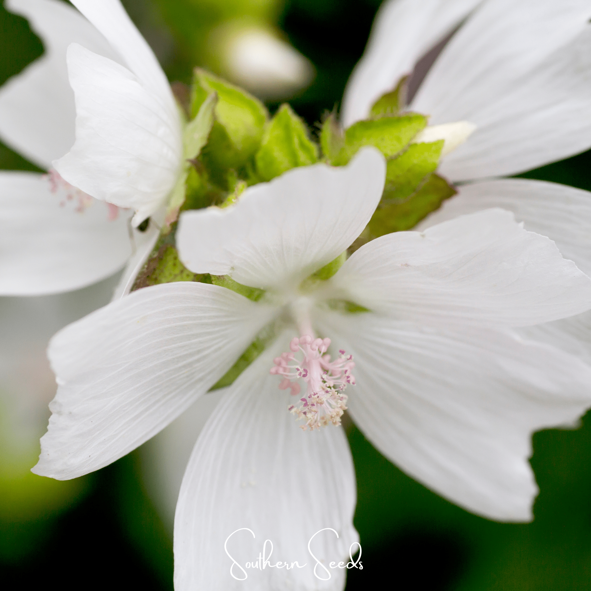 Hollyhock, White - Musk Mallow (Malva moschata) - 25 Seeds seed packet from Seed Therapy – American - grown, heirloom seeds