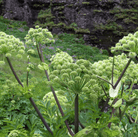 Holy Ghost Angelica – 50 Seeds seed packet from Seed Therapy – American - grown, heirloom seeds