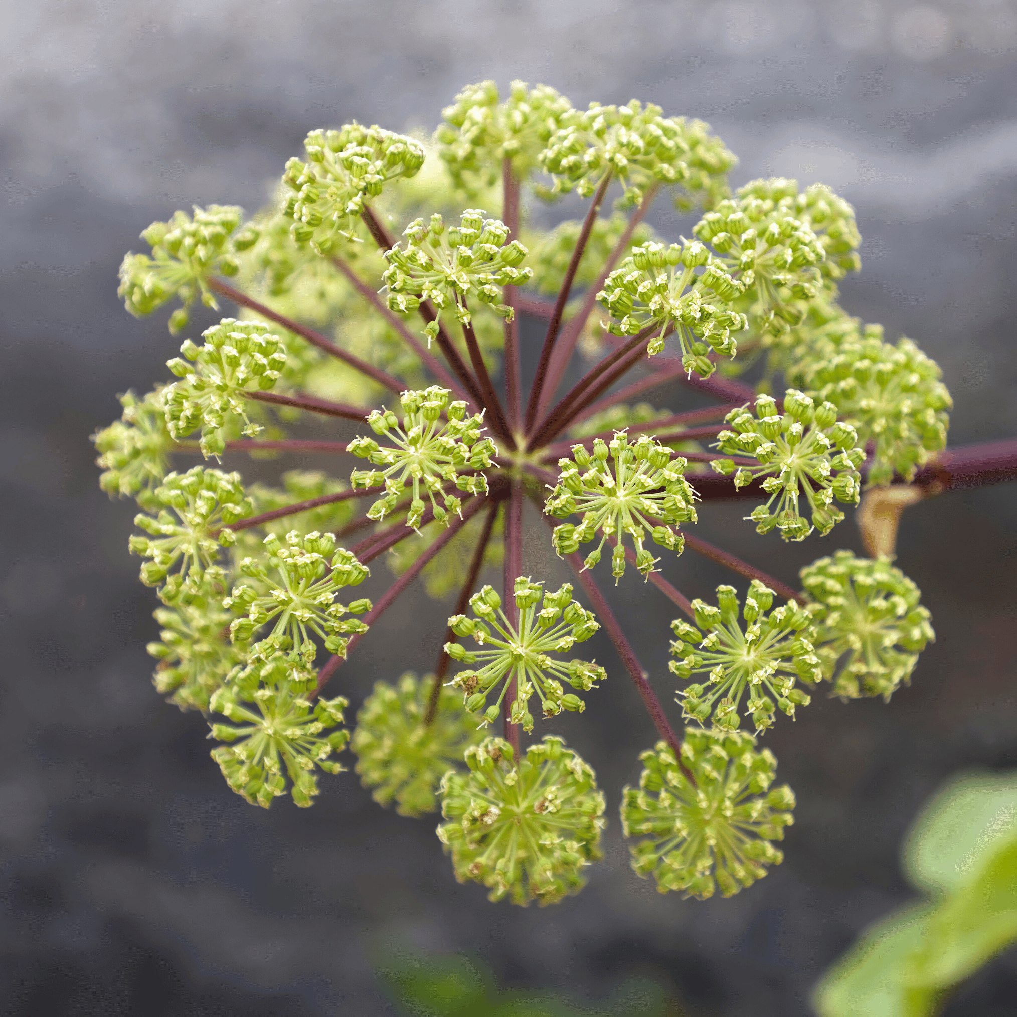 Holy Ghost Angelica – 50 Seeds seed packet from Seed Therapy – American - grown, heirloom seeds