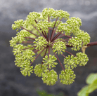 Holy Ghost Angelica – 50 Seeds seed packet from Seed Therapy – American - grown, heirloom seeds