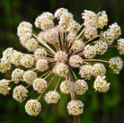 Holy Ghost Angelica – 50 Seeds seed packet from Seed Therapy – American - grown, heirloom seeds