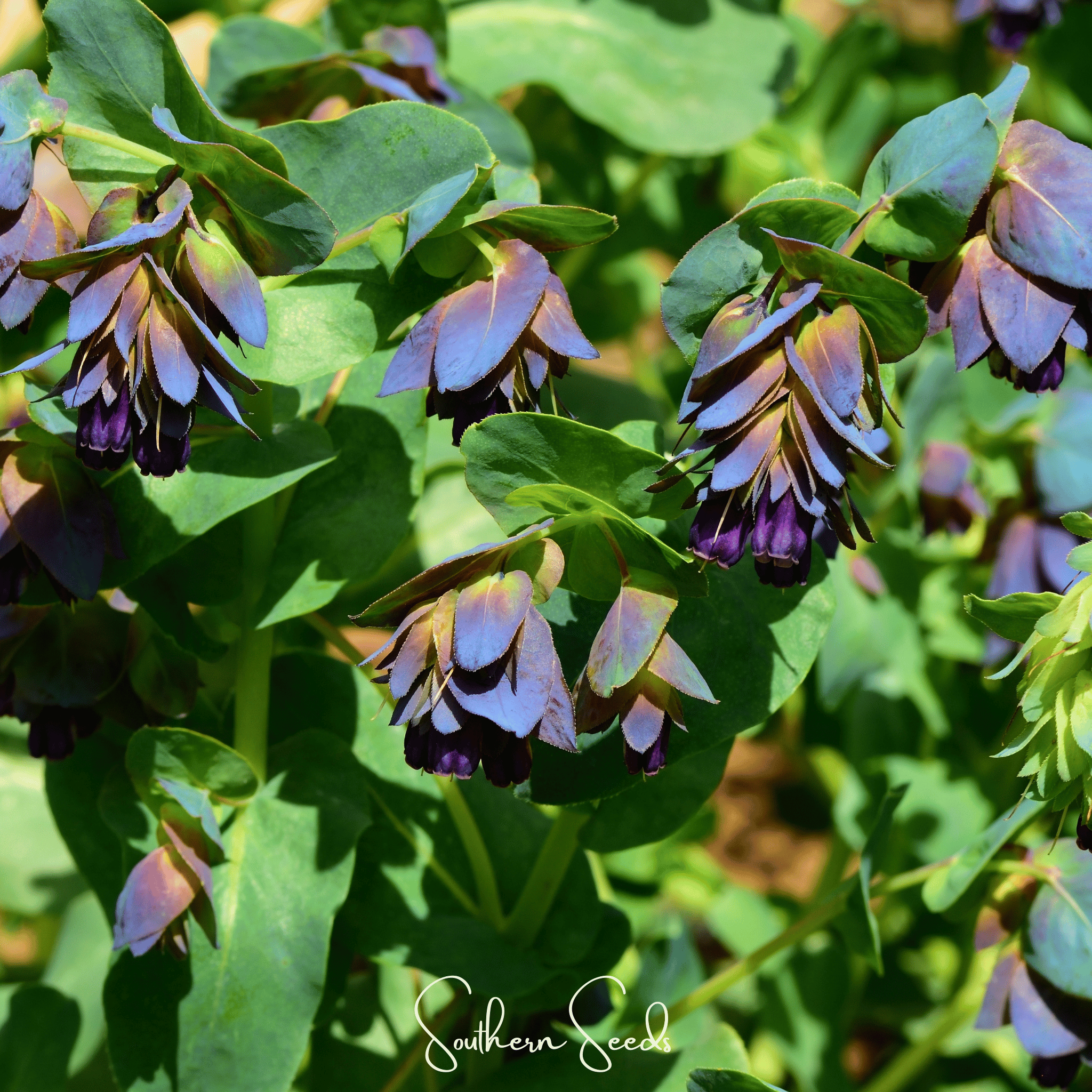 Honeywort, Blue Shrimp Plant (Cerinthe major purpurascens) - 10 Seeds seed packet from Seed Therapy – American - grown, heirloom seeds