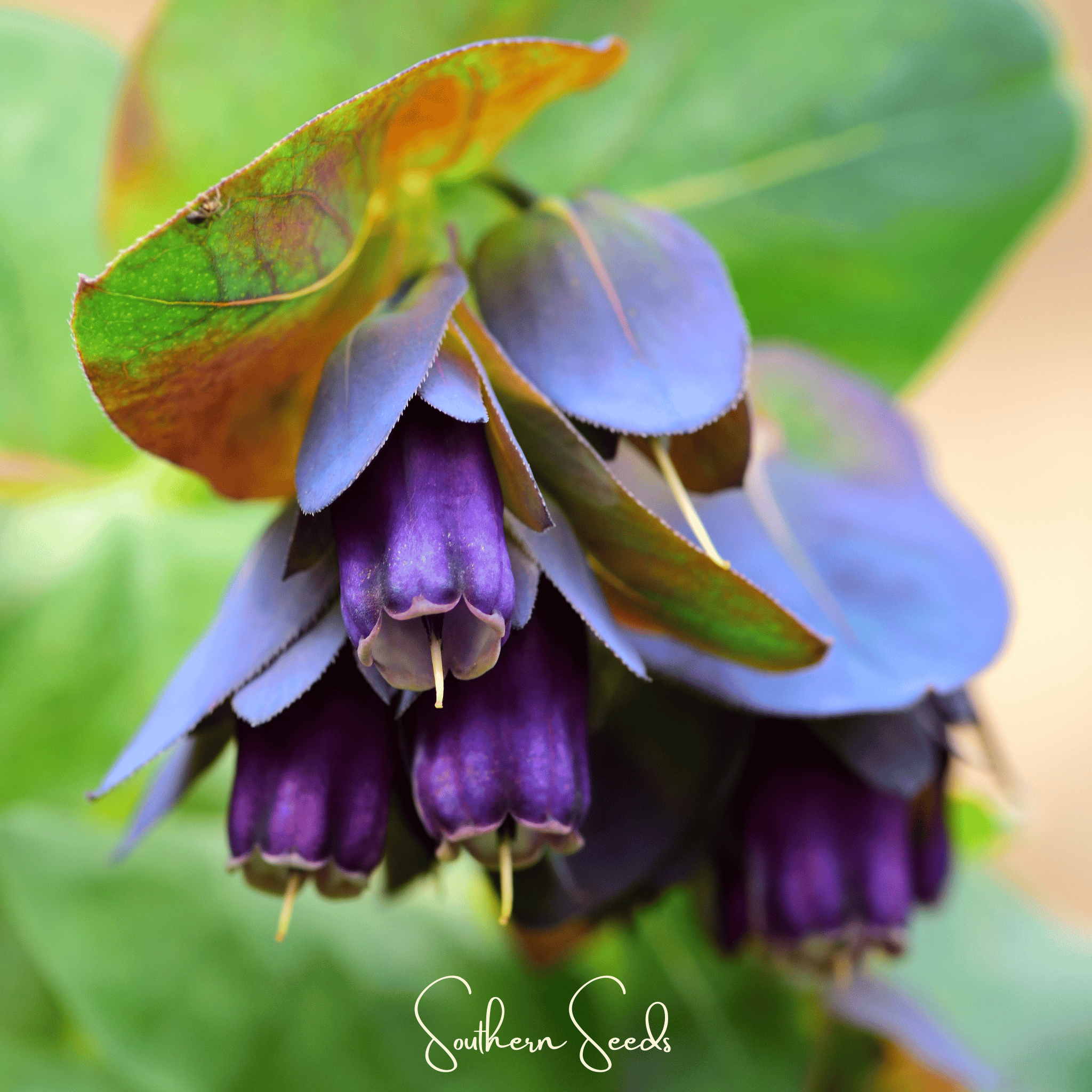 Honeywort, Blue Shrimp Plant (Cerinthe major purpurascens) - 10 Seeds seed packet from Seed Therapy – American - grown, heirloom seeds
