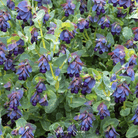 Honeywort, Blue Shrimp Plant (Cerinthe major purpurascens) - 10 Seeds seed packet from Seed Therapy – American - grown, heirloom seeds