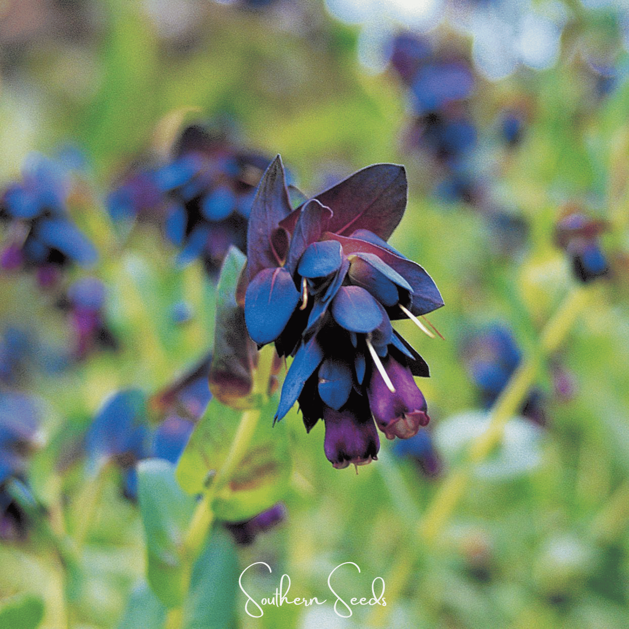 Honeywort, Blue Shrimp Plant (Cerinthe major purpurascens) - 10 Seeds seed packet from Seed Therapy – American - grown, heirloom seeds