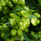 Hops, Beer (Humulus lupulus) - 20 Seeds seed packet from Seed Therapy – American - grown, heirloom seeds