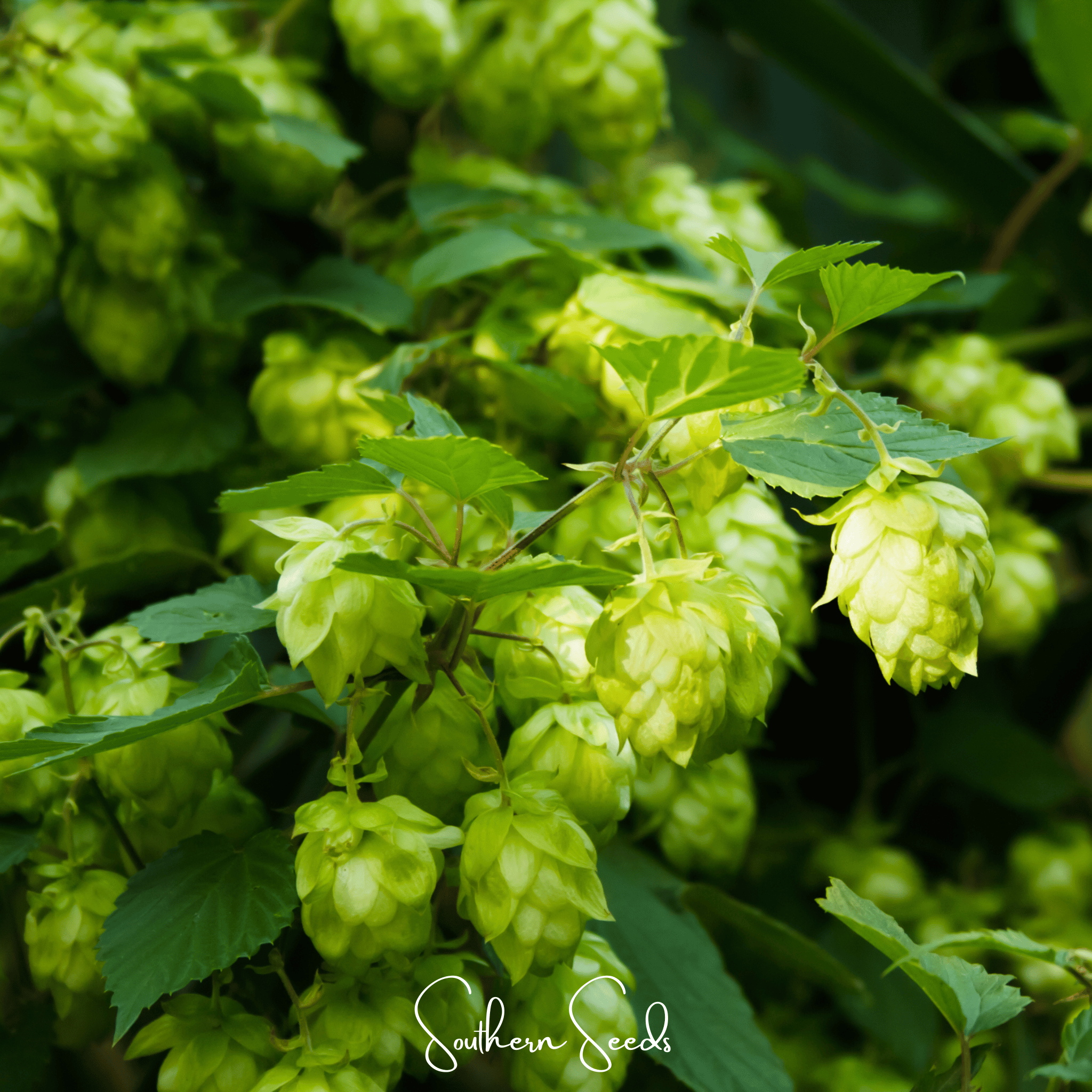 Hops, Beer (Humulus lupulus) - 20 Seeds seed packet from Seed Therapy – American - grown, heirloom seeds