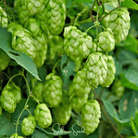 Hops, Beer (Humulus lupulus) - 20 Seeds seed packet from Seed Therapy – American - grown, heirloom seeds