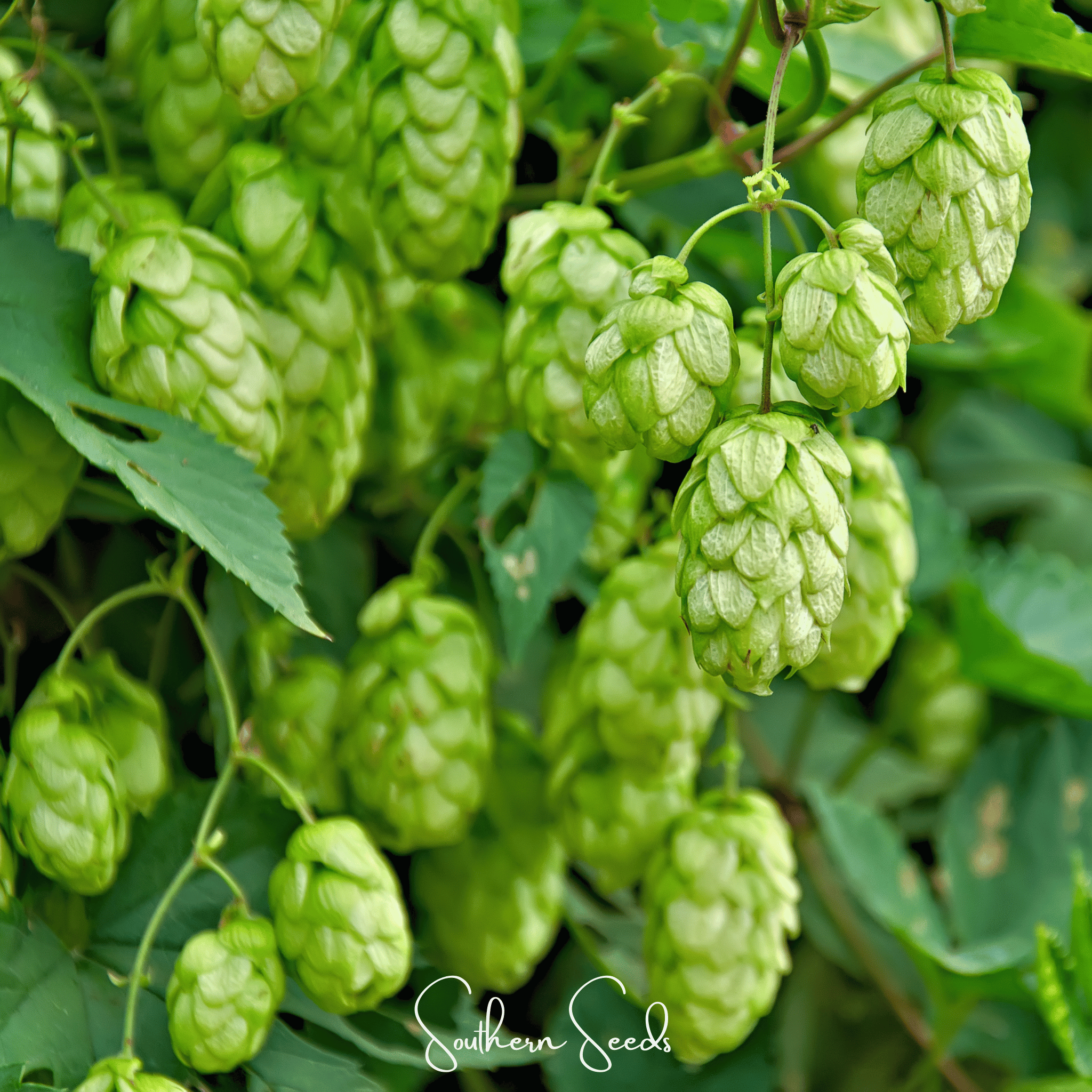 Hops, Beer (Humulus lupulus) - 20 Seeds seed packet from Seed Therapy – American - grown, heirloom seeds