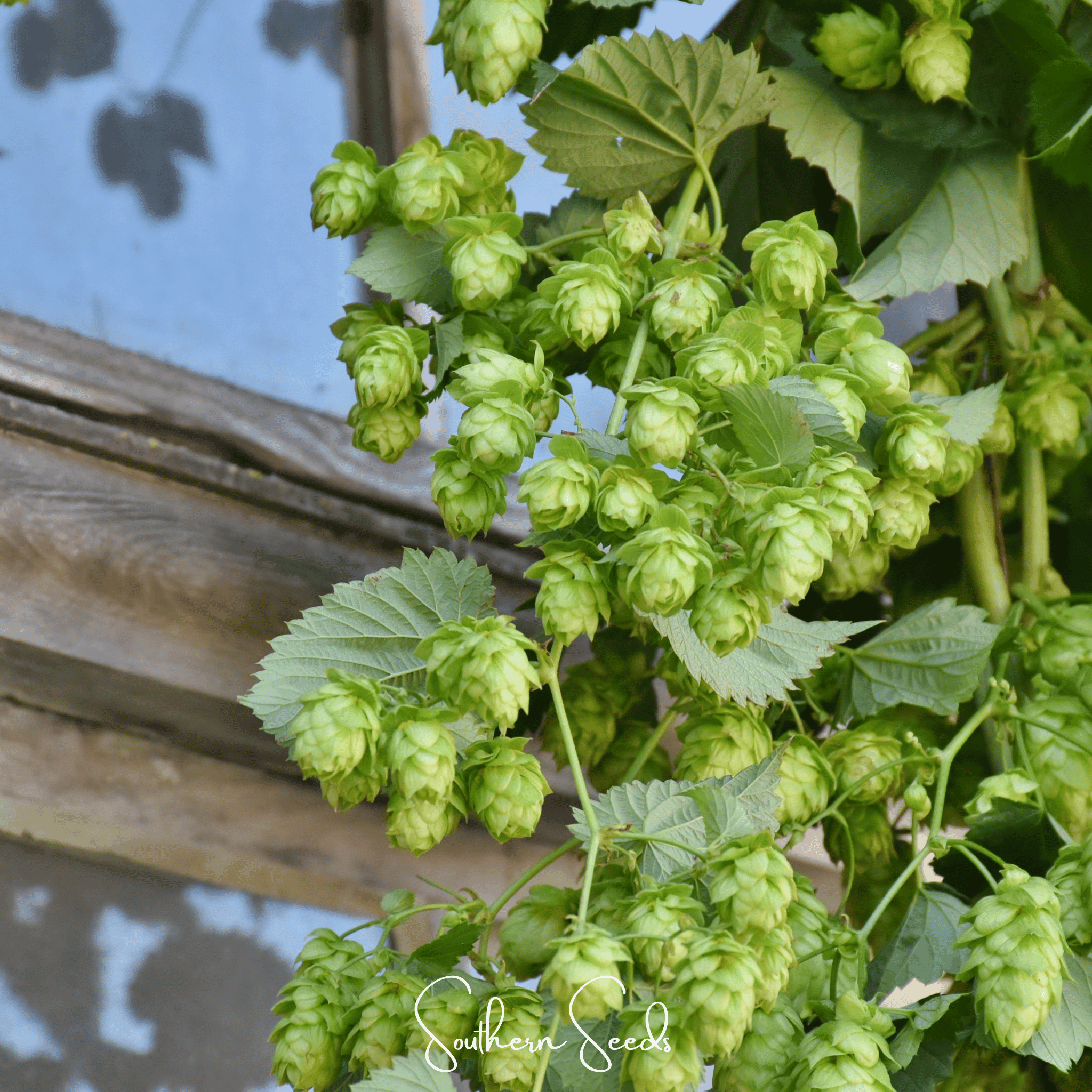 Hops, Beer (Humulus lupulus) - 20 Seeds seed packet from Seed Therapy – American - grown, heirloom seeds