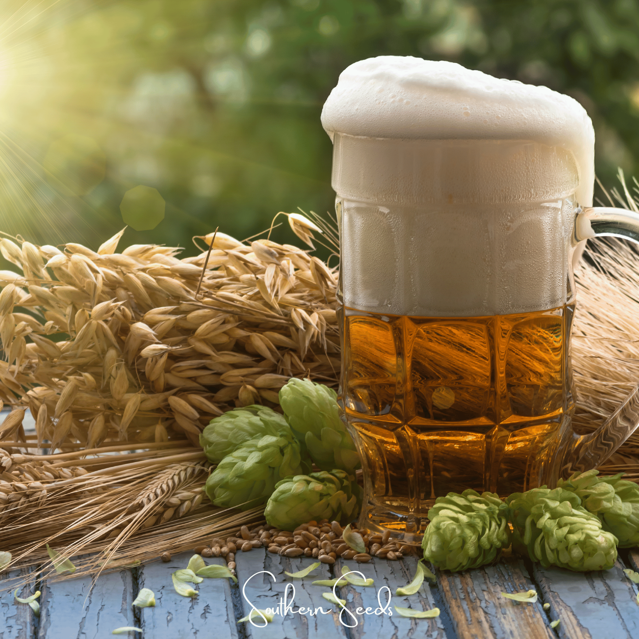 Hops, Beer (Humulus lupulus) - 20 Seeds seed packet from Seed Therapy – American - grown, heirloom seeds