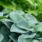 Hosta, Blue (Hosta ventricosa) - 25 Seeds seed packet from Seed Therapy – American - grown, heirloom seeds