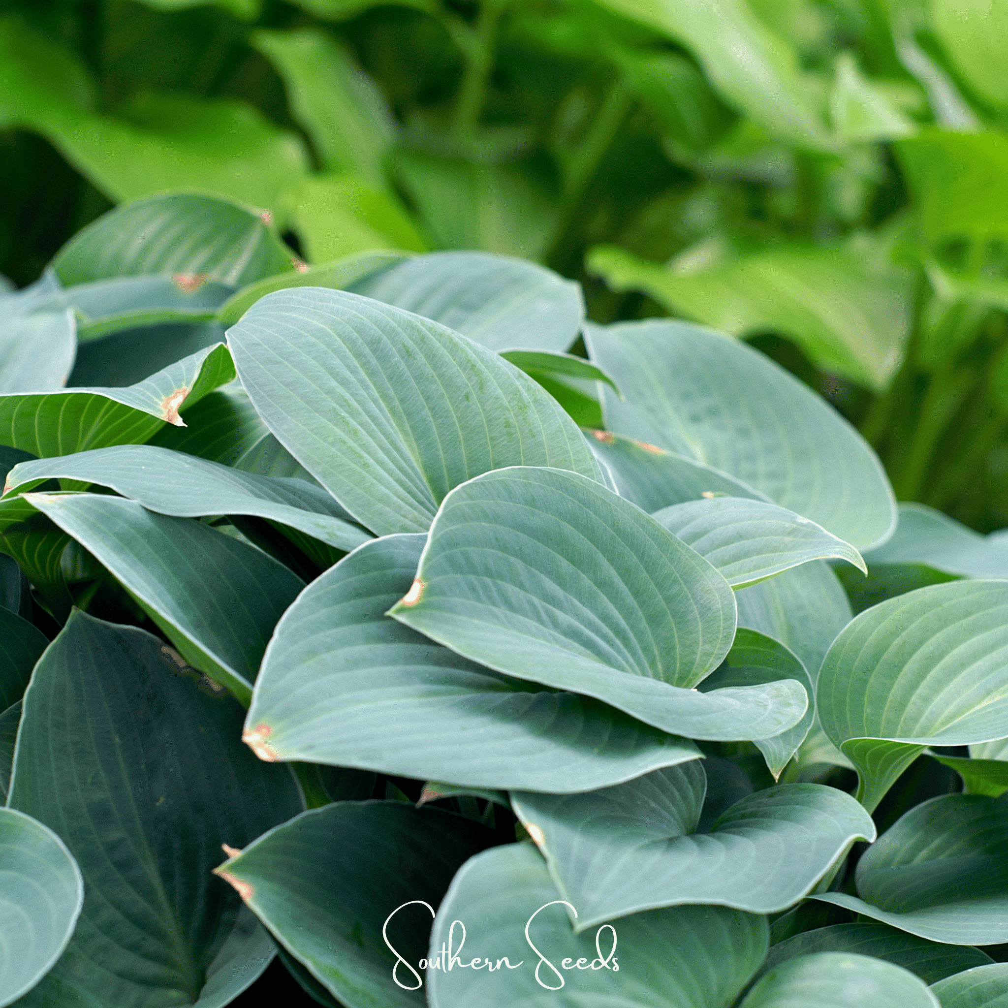 Hosta, Blue (Hosta ventricosa) - 25 Seeds seed packet from Seed Therapy – American - grown, heirloom seeds