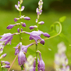 Hosta, Blue (Hosta ventricosa) - 25 Seeds seed packet from Seed Therapy – American - grown, heirloom seeds