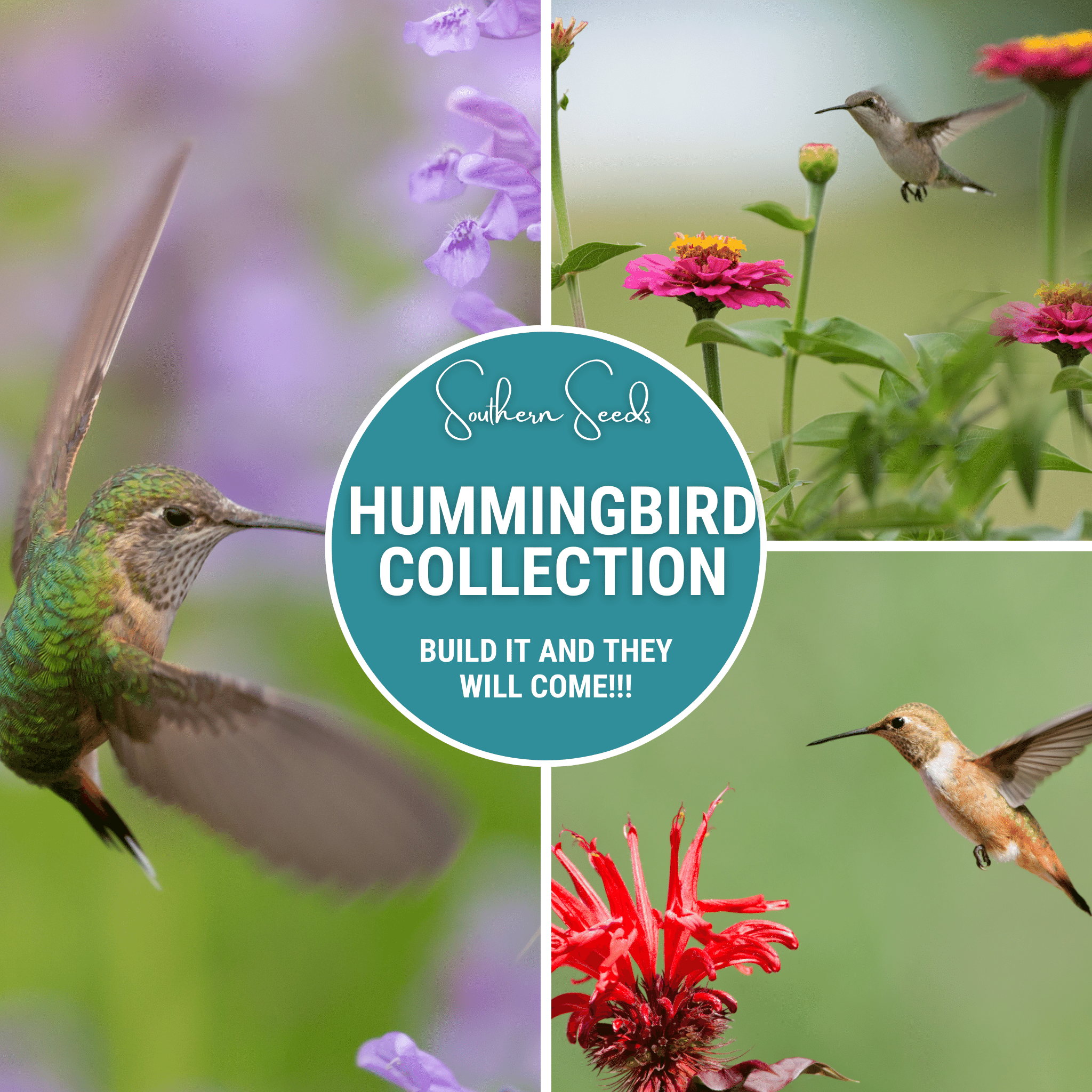 Hummingbird Garden Seed Collection - 10 Varieties seed packet from Seed Therapy – American - grown, heirloom seeds